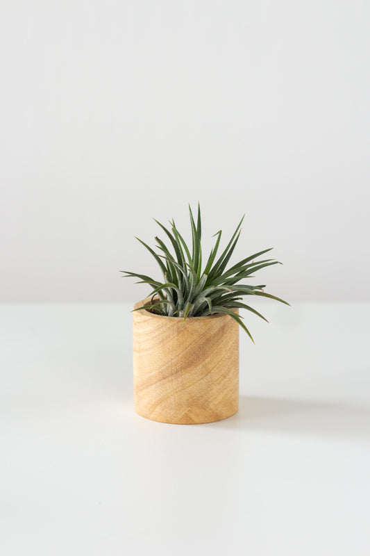 Airplant Teacup