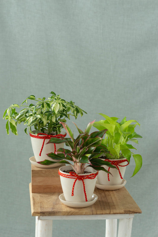 Joyous Spring Set