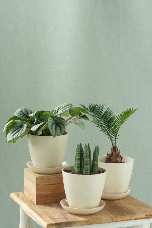 Fountain Green Set