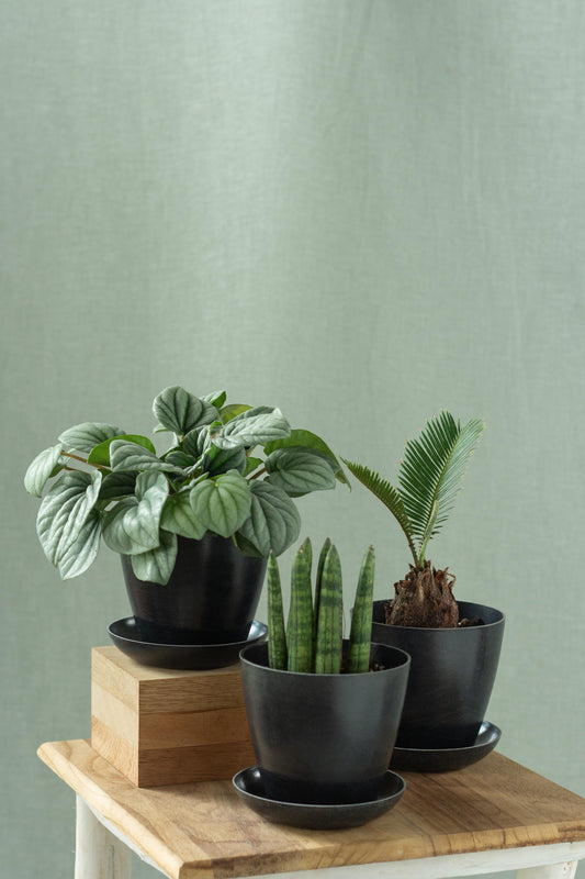 Fountain Green Set