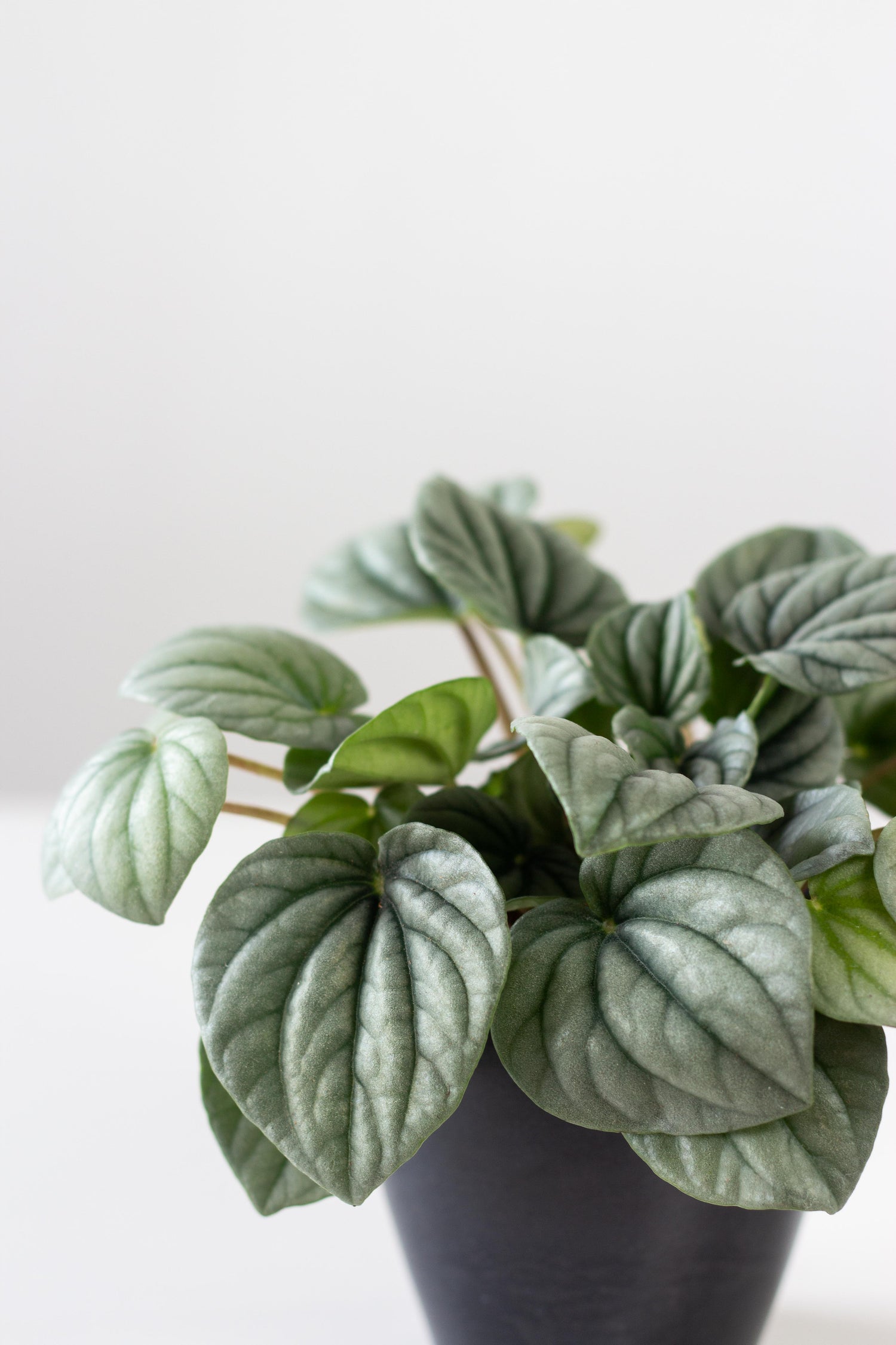 Closeup-Peperomia Frost