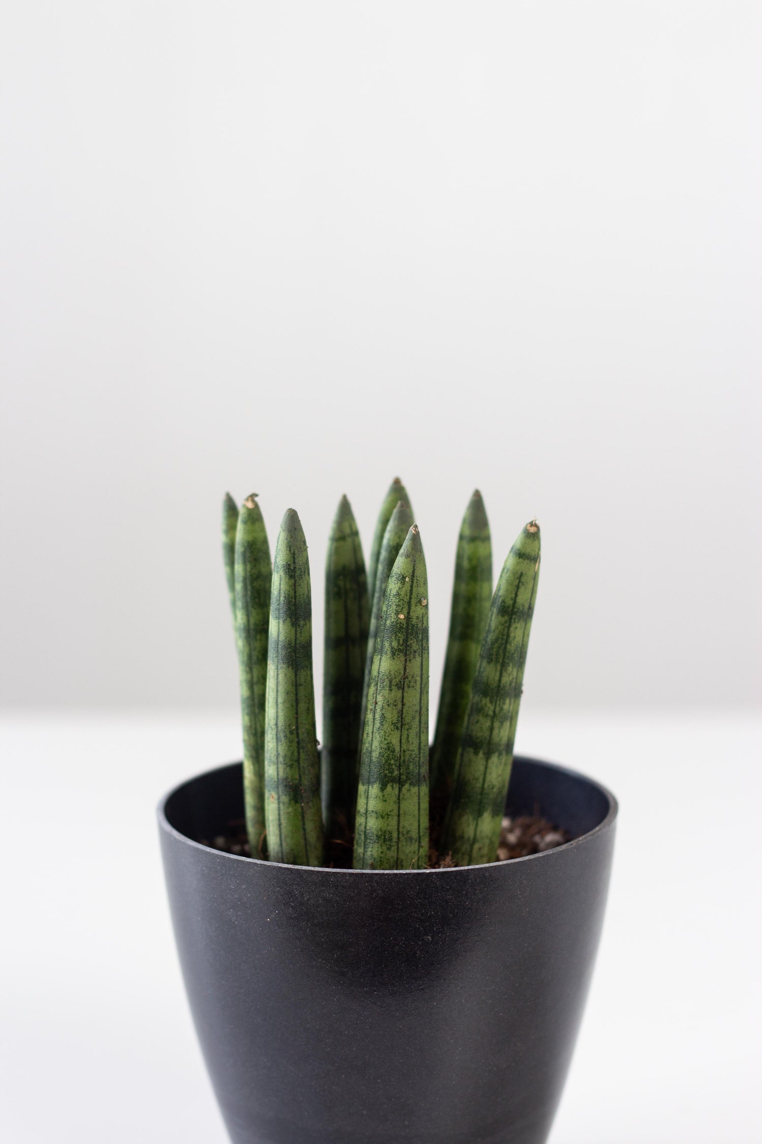 Closeup-Sansevieria Cylindrica