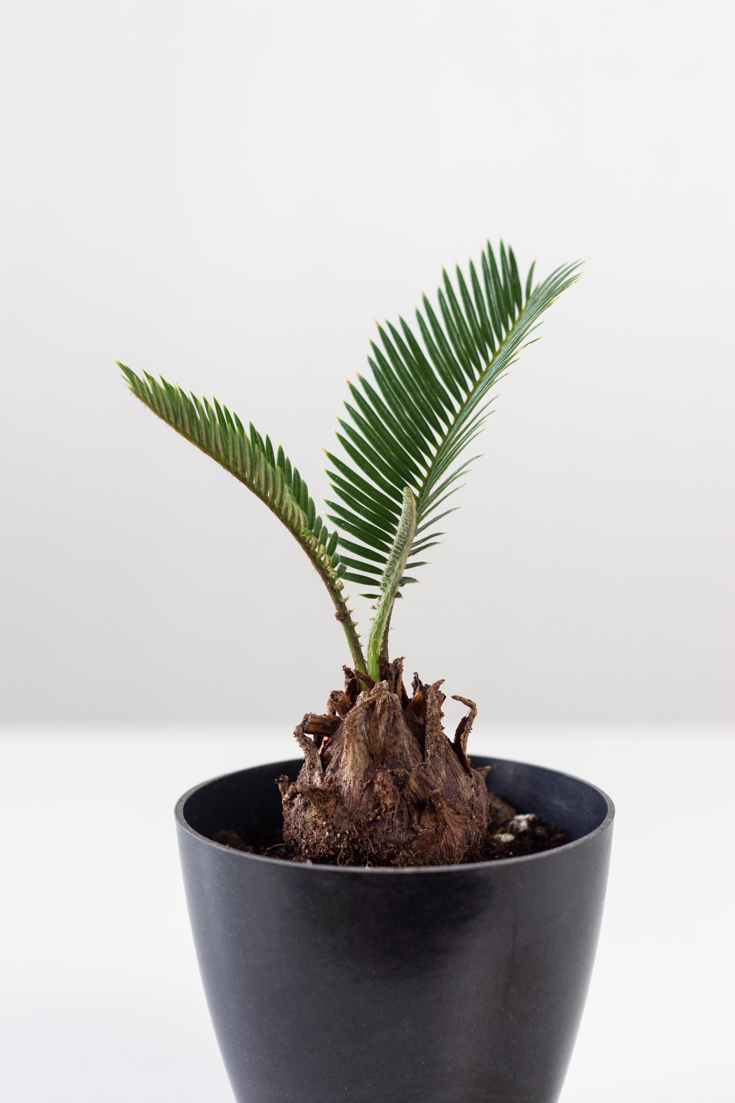Closeup-Sago Palm