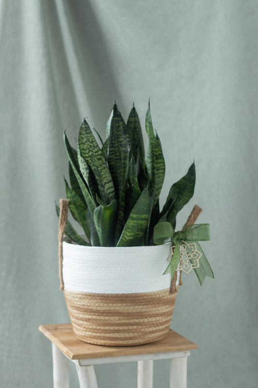 Sansevieria Basket Set