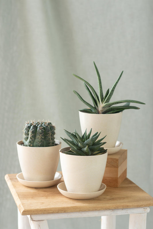 Magical Cacti Set