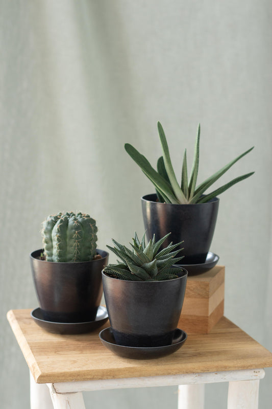 Magical Cacti Set