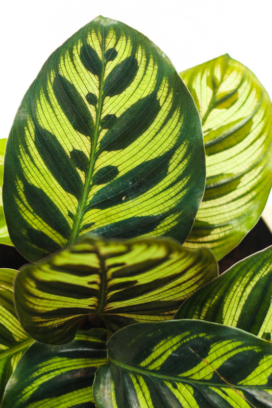 Calathea Peacock