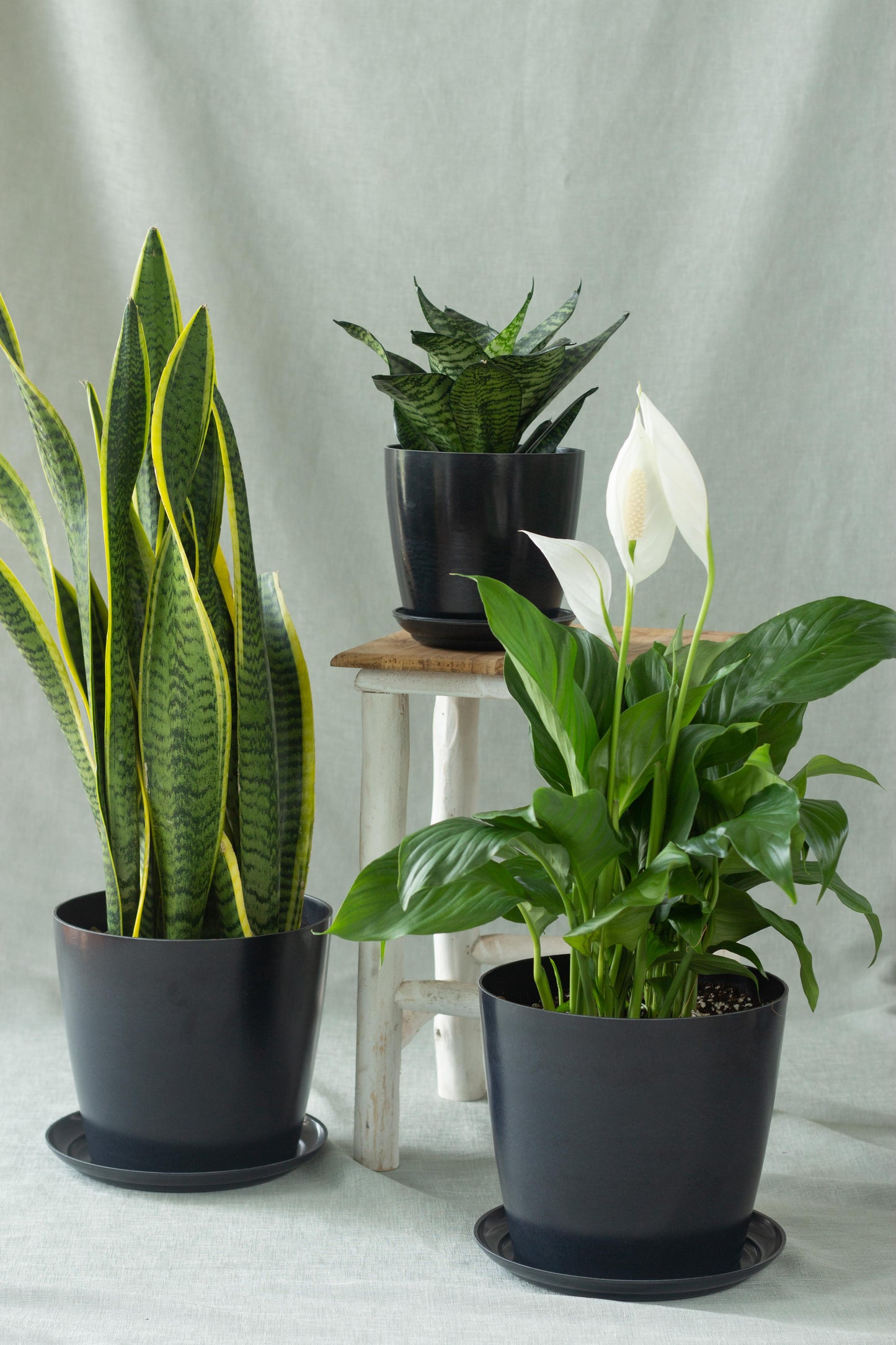 peace lily office New Office Set – Bloomspace