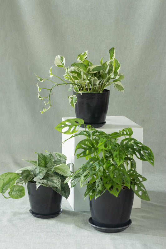 New Plant Parent