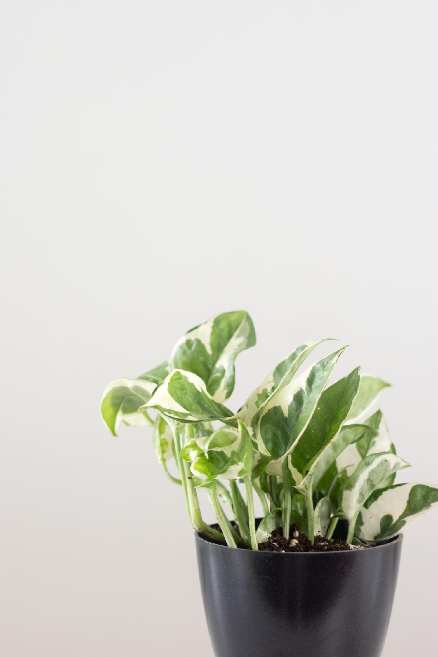 Closeup-N'joy Money Plant