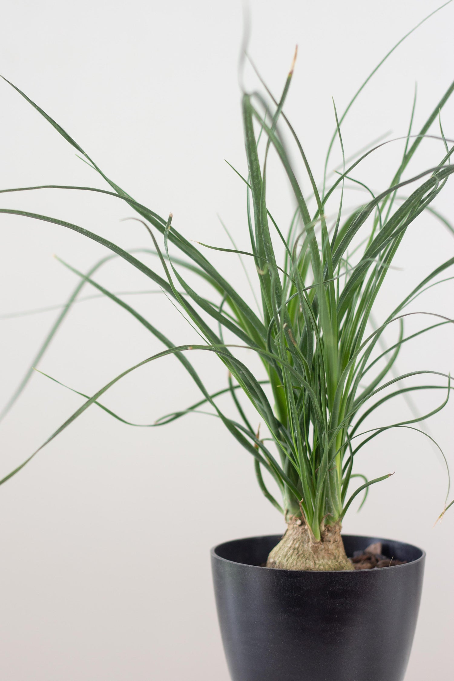 Closeup-Ponytail Palm