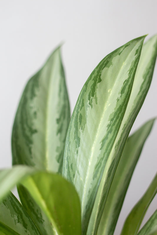 Closeup-Aglaonema Jubilee