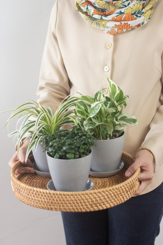 Raya Trio Tray