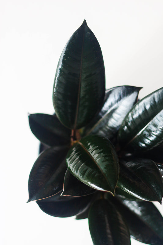Rubber Plant