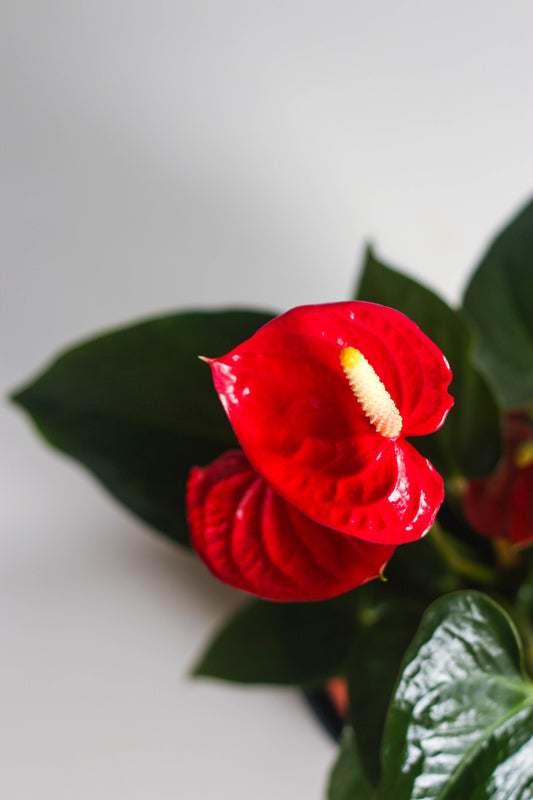 Anthurium