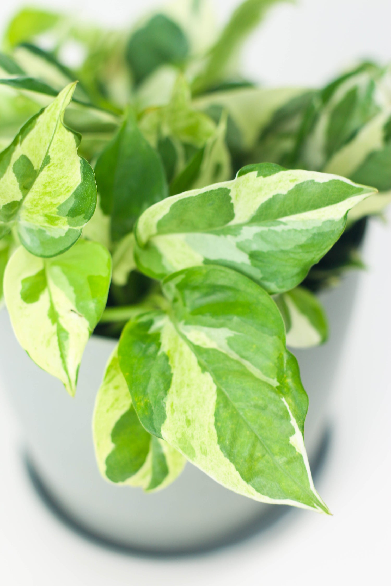 yes bank money plant N'Joy Money Plant – Bloomspace
