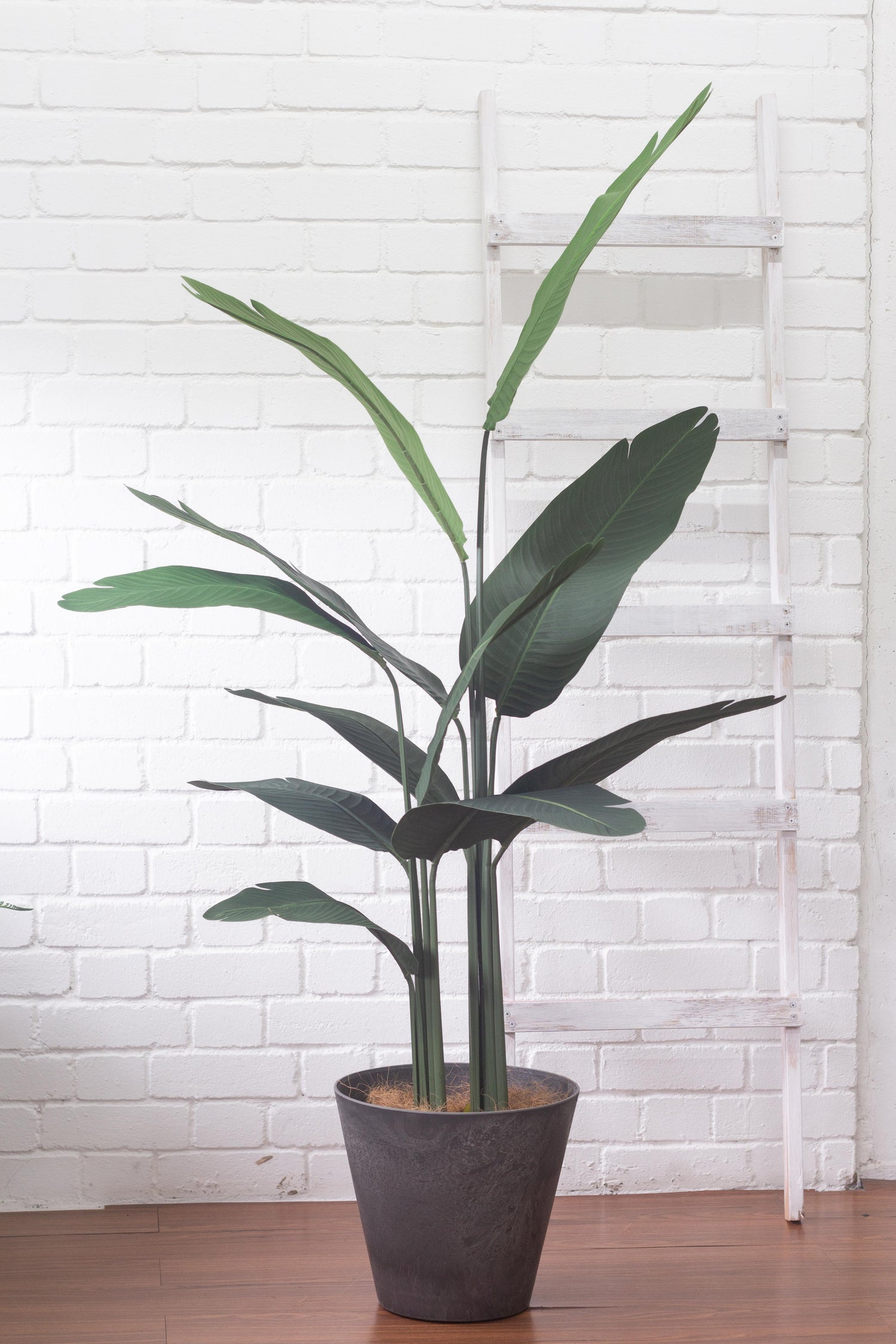 faux potted bird of paradise plant Faux Bird Of Paradise – Bloomspace
