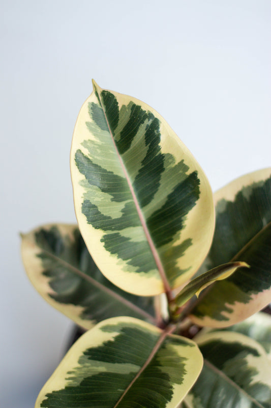 Rubber Plant Variegated