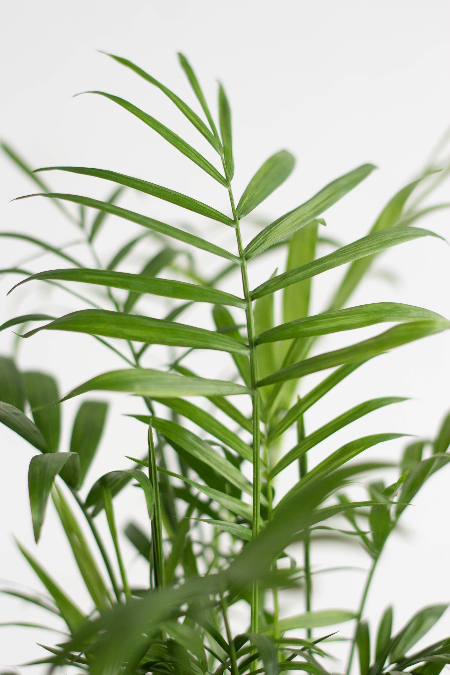 Closeup-Cascade Palm