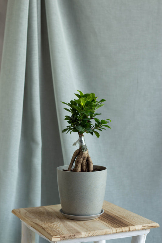 Ficus Bonsai