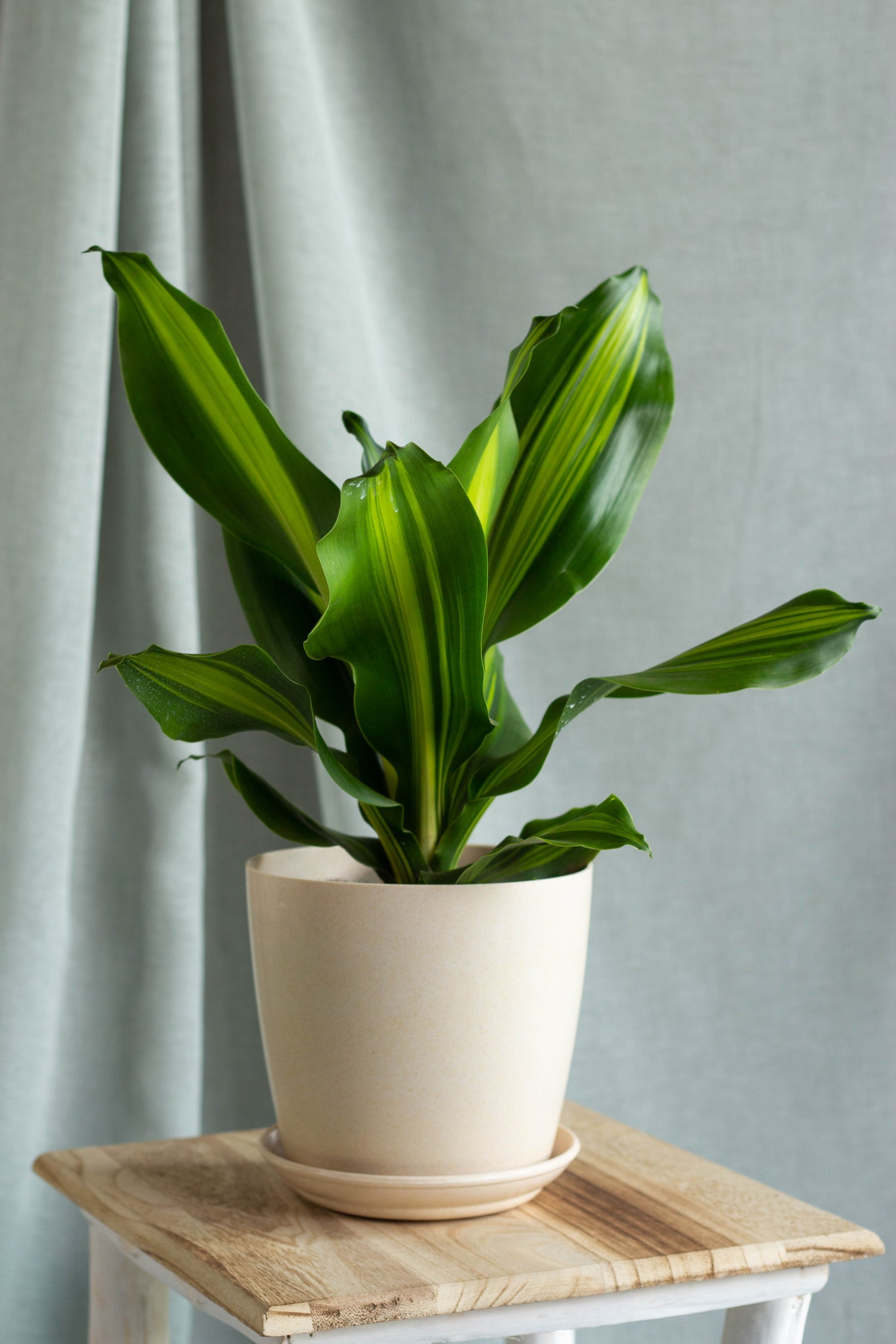 dracaena fragrans lindenii Dracaena Fragans – Bloomspace