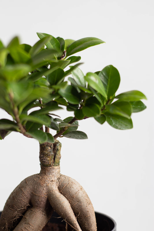 Ficus Bonsai