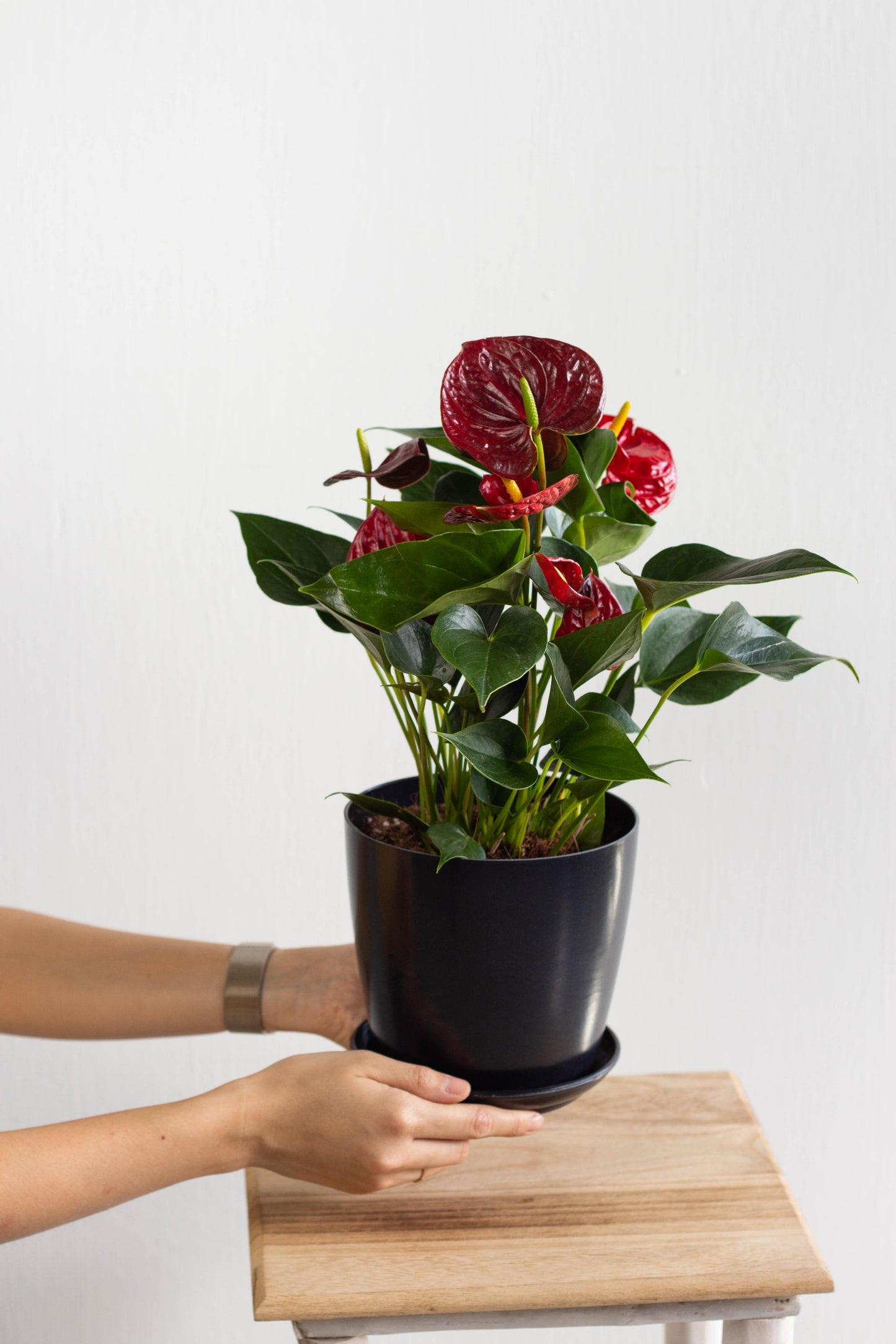 Anthurium