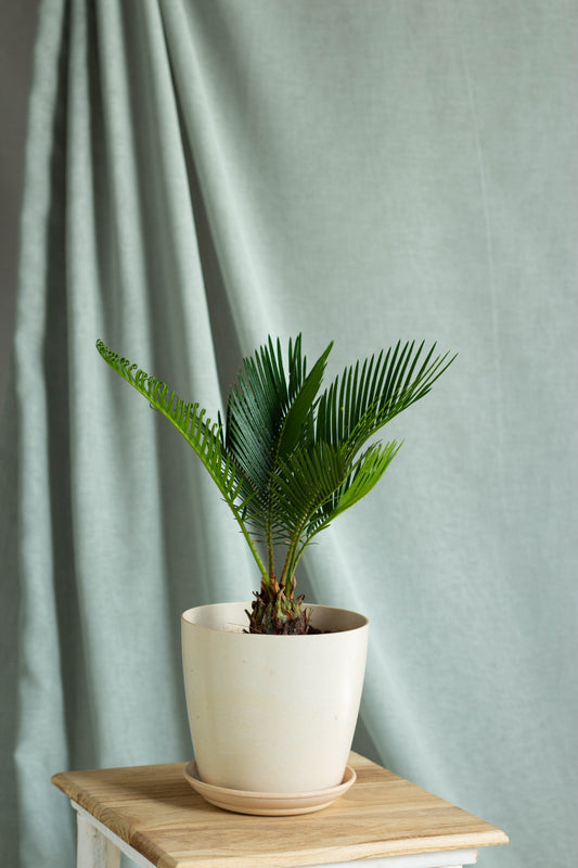 Sago Palm
