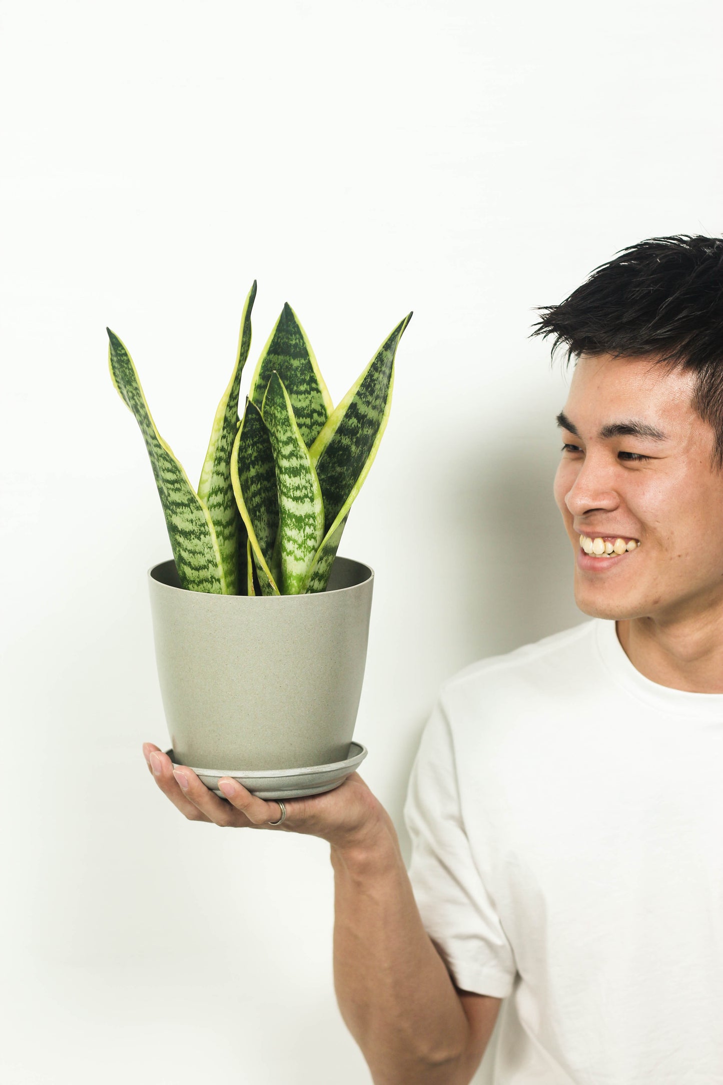 snake plant malaysia Sansevieria – Bloomspace