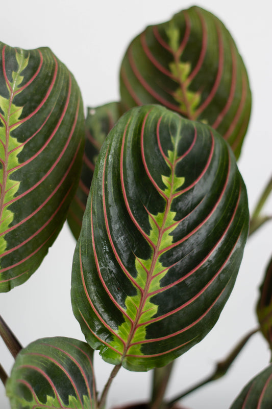 Maranta Leuconeura