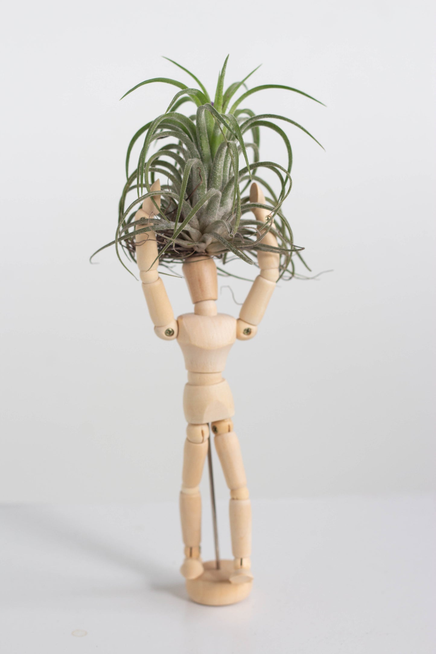 air plant wholesale malaysia Airplant Hercules – Bloomspace