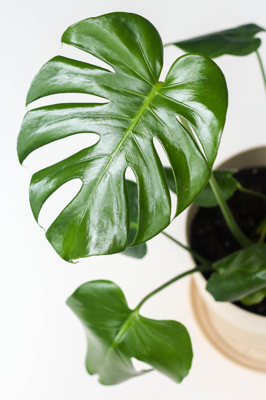 Monstera