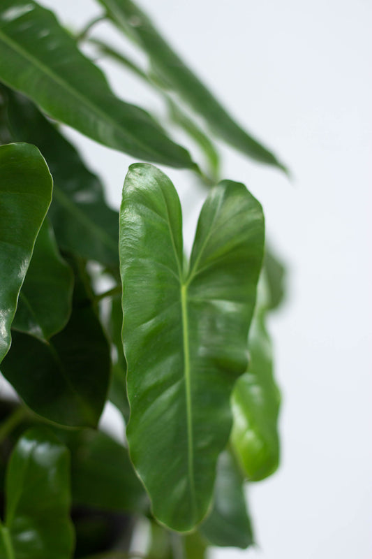 Philodendron Burle Marx