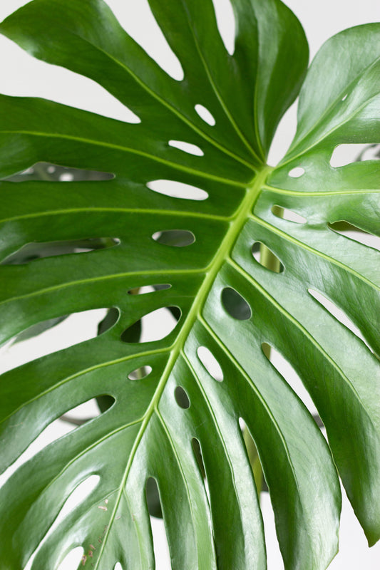 Monstera Deliciosa