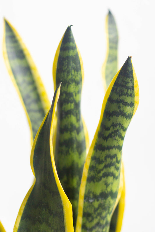Sansevieria