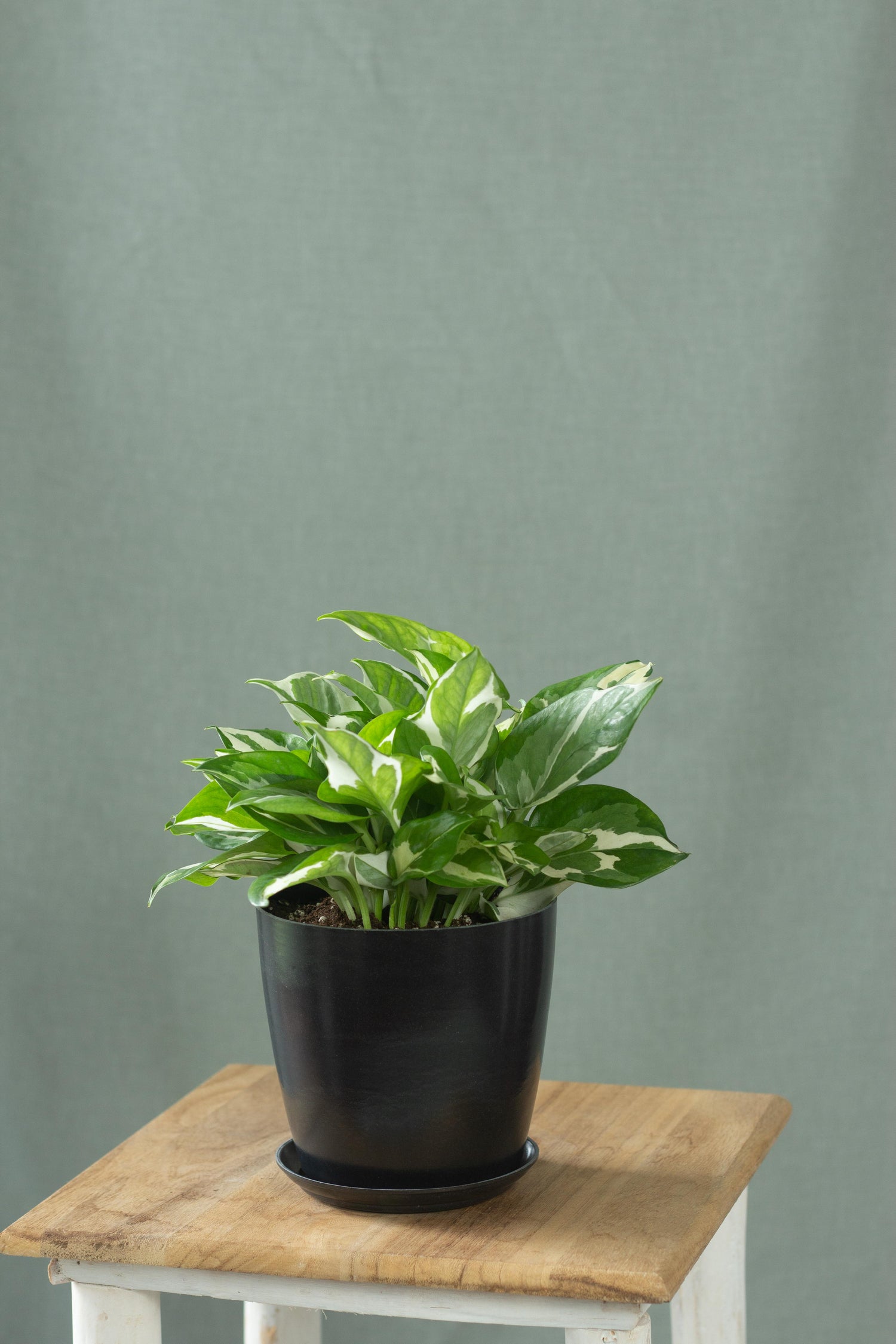 njoy money plant N'Joy Money Plant – Bloomspace