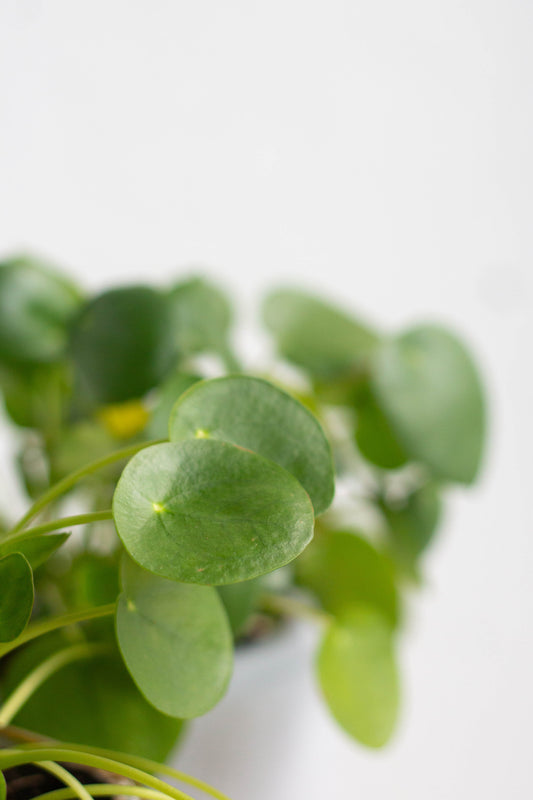 Pilea Peperomioides