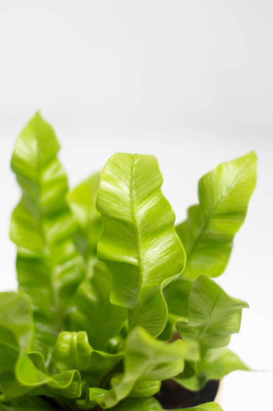 Bird's Nest Fern