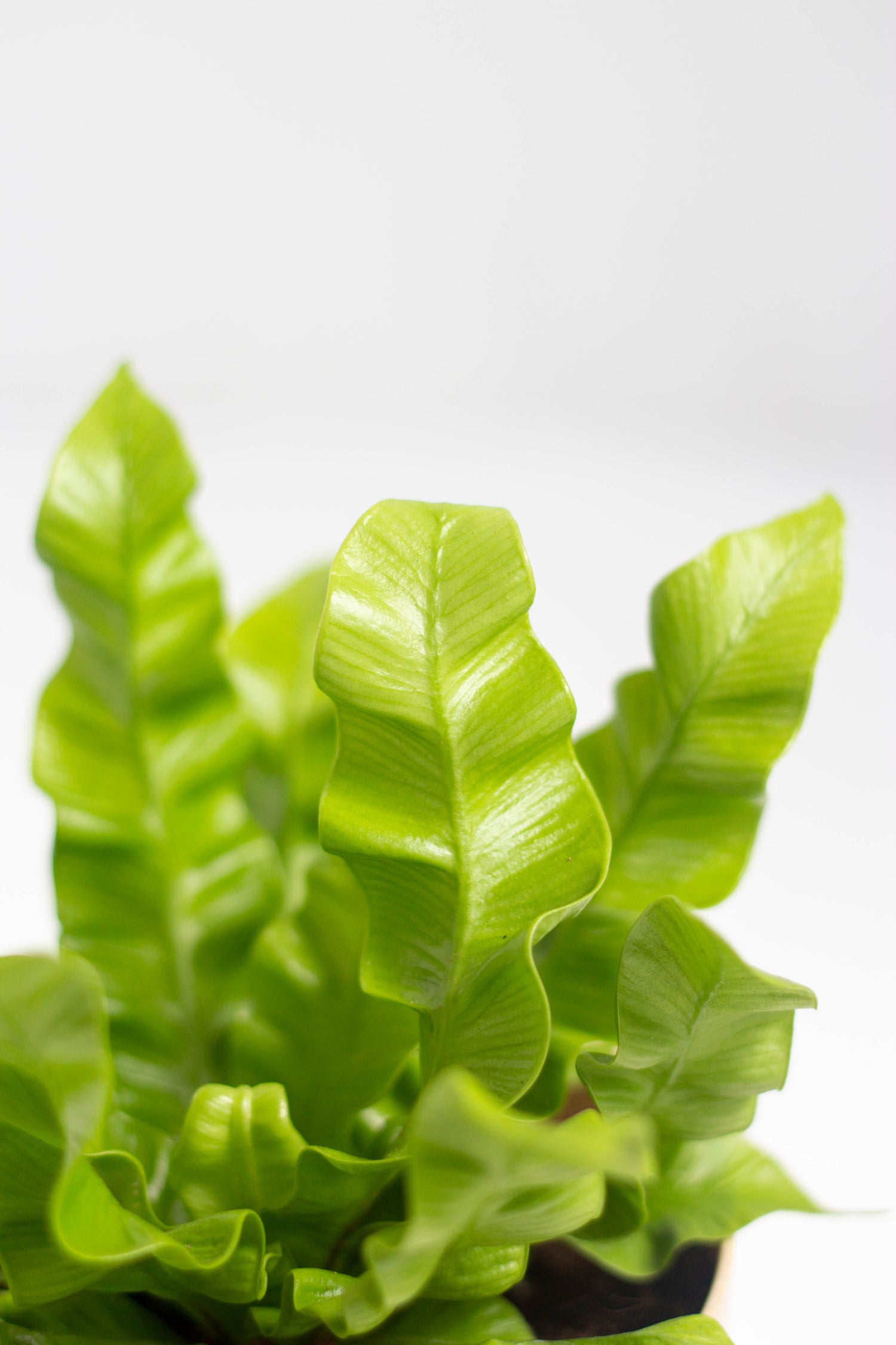 Closeup-Bird's Nest Fern