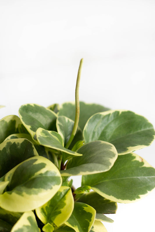 Peperomia Green Variegata