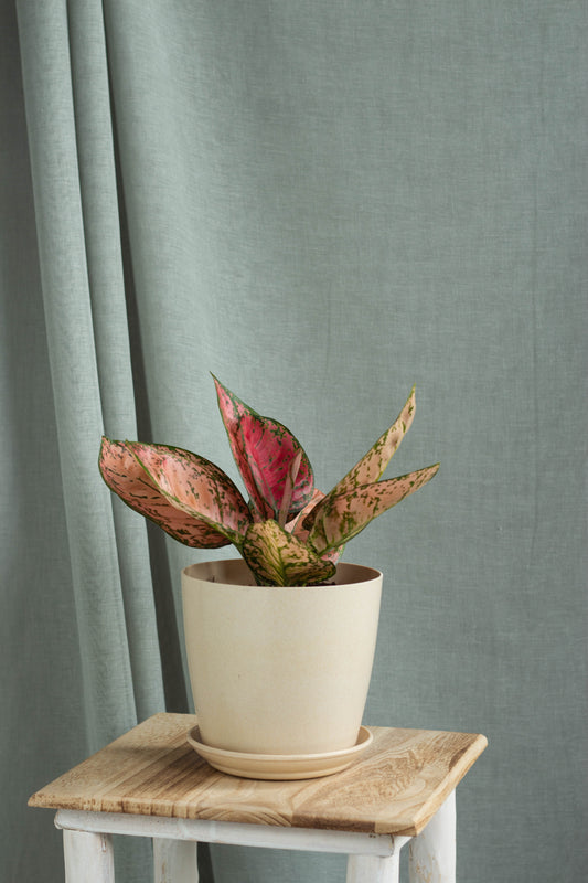 Aglaonema Anjamani
