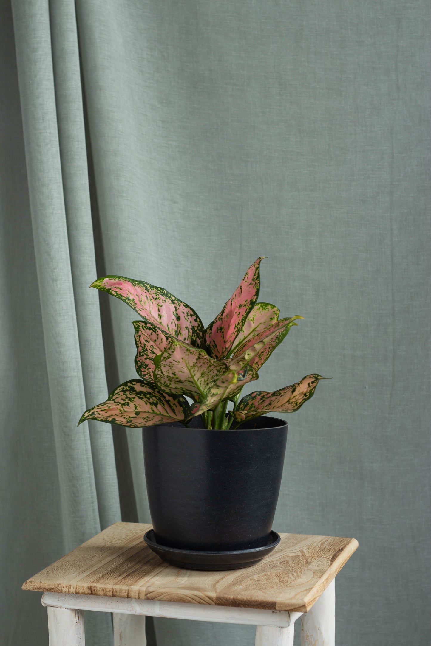 aglaonema pink anjamani Aglaonema Anjamani – Bloomspace