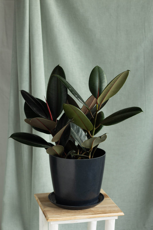 Rubber Plant