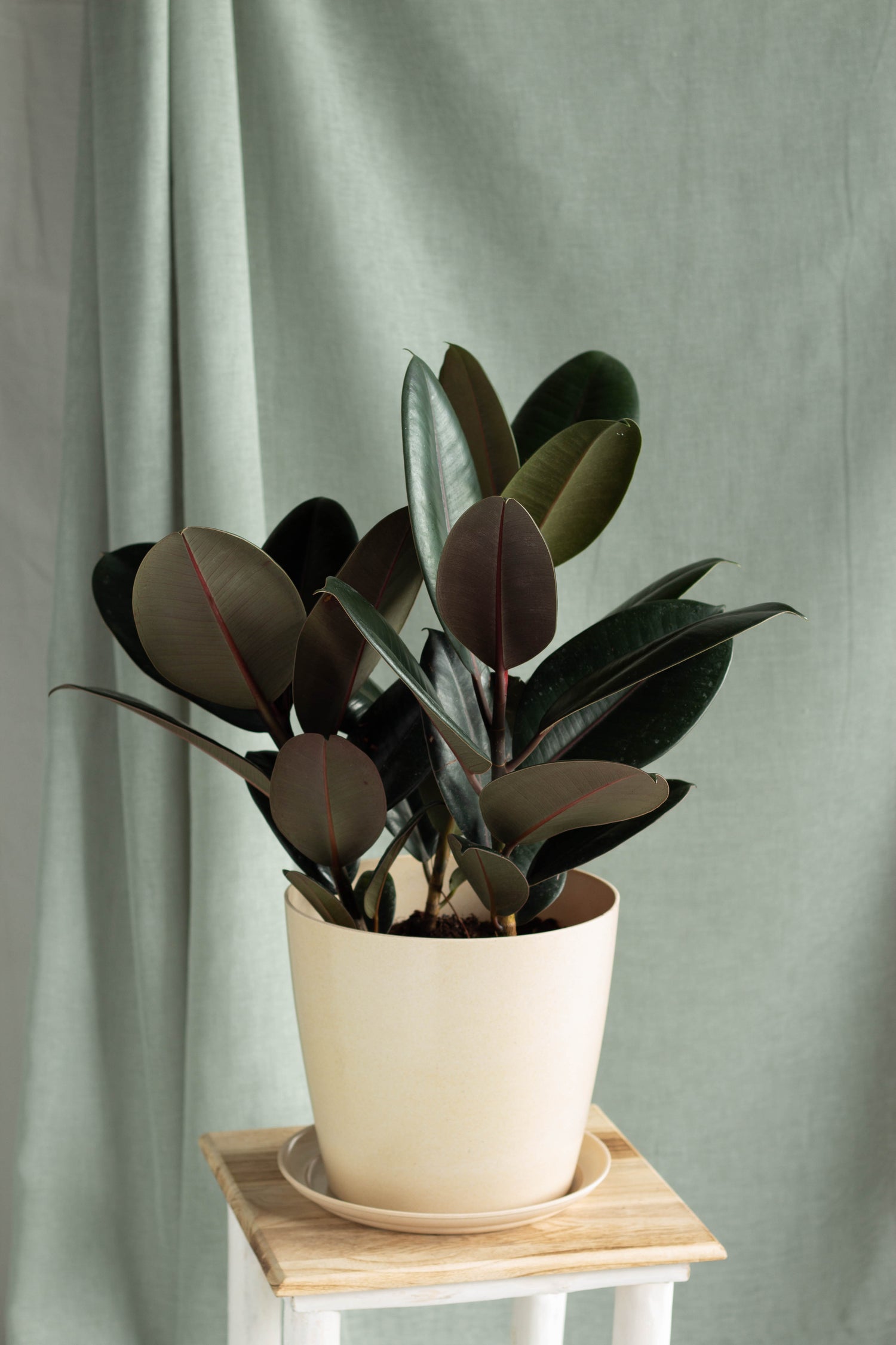 silver rubber tree Rubber Plant – Bloomspace