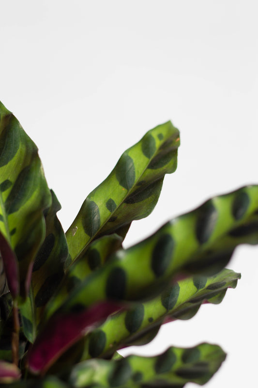 Calathea Lancifolia