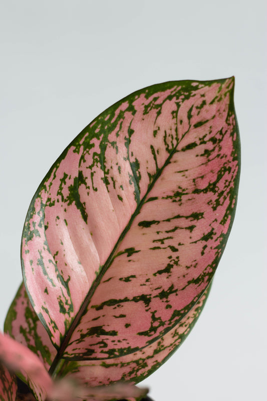 Aglaonema Anjamani