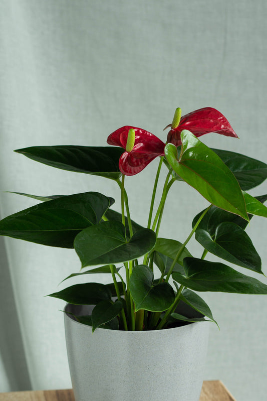 Closeup-Anthurium