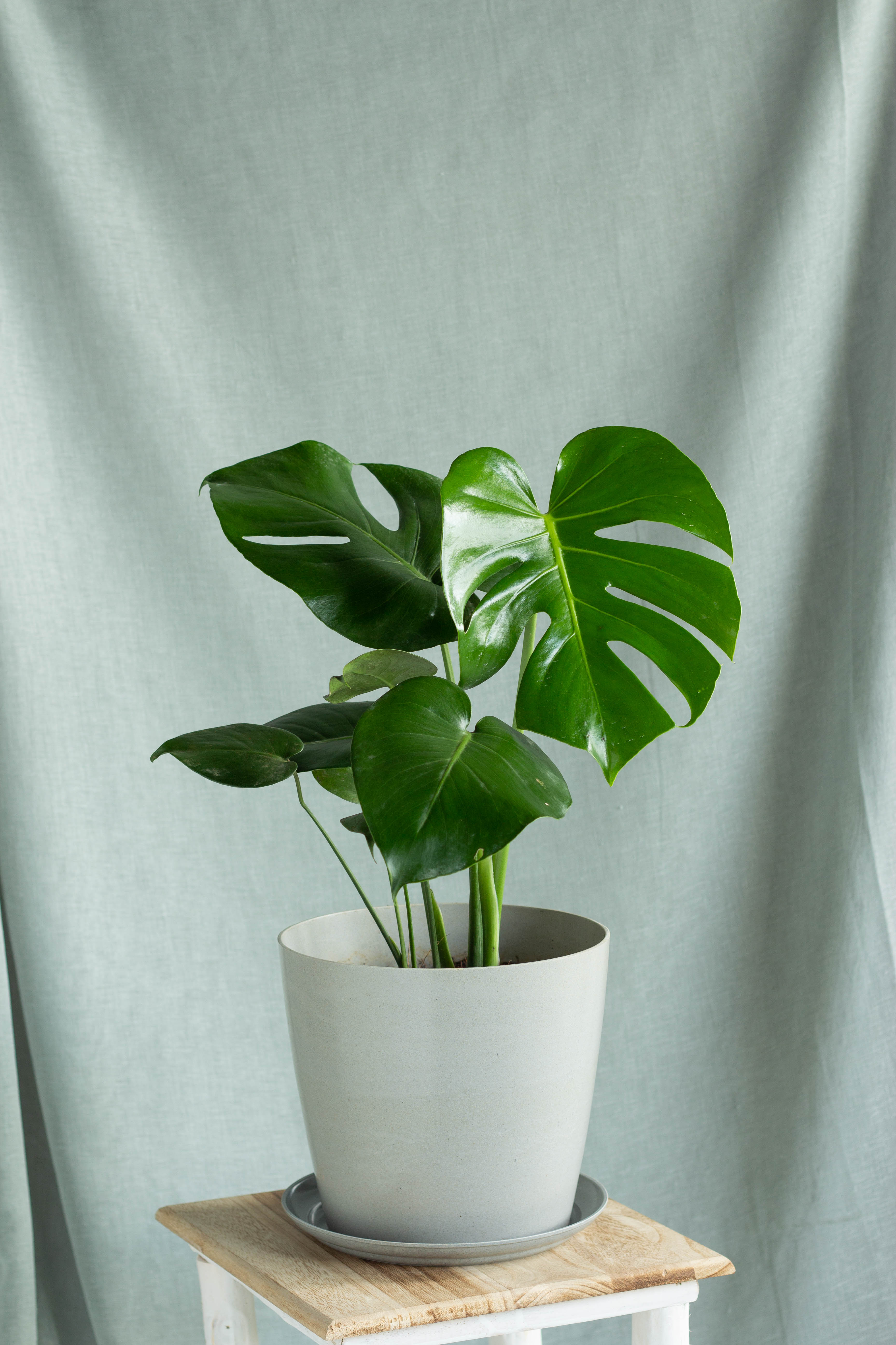 Monstera – Bloomspace