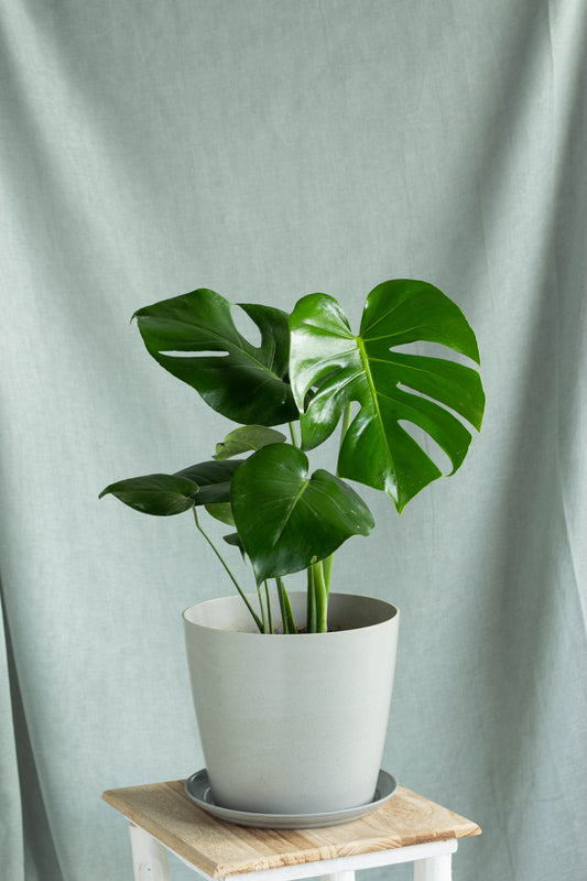 Monstera