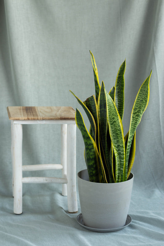 Sansevieria